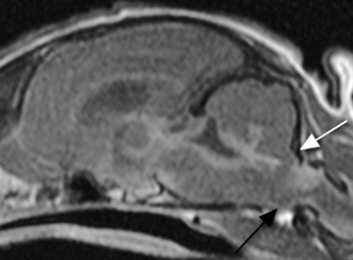 Сагиттальное T1-взвешенное изображение после введения контраста у 11-месячной кошки породы сфинкс с предположительным диагнозом ИПК