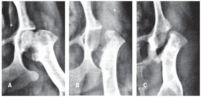 Рентгеновские снимки 8-месячного джек-рассел-терьера весом 5 кг с болезнью Легга-Кальве-Пертеса.