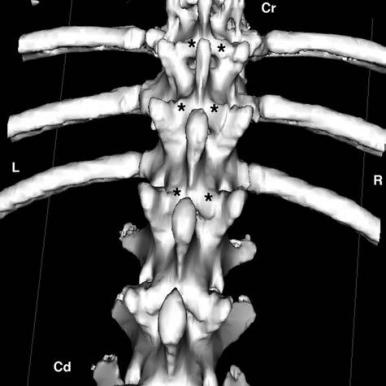 Трехмерная реконструкция КТ-изображения пояснично-грудного отдела позвоночного столба 10-летнего кастрированного кобеля английского бульдога