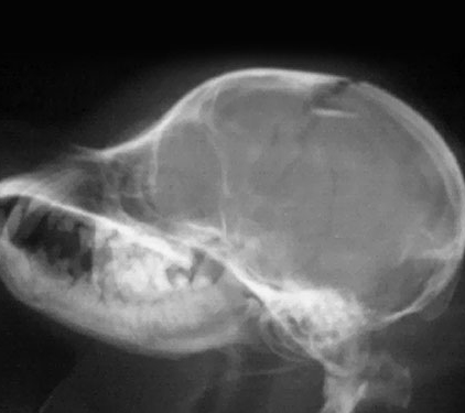 Рентгенограмма: перелом костей черепа у йорка. Латеральная проекция.