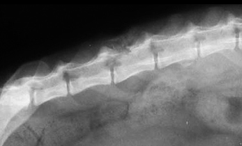 Рентгеновский снимок кошки. Незначительное разрушение дужки пятого поясничного позвонка