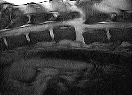 Разрыв спинного мозга у собаки после ДТП