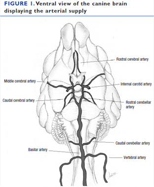 Вид головного мозга собаки с артериями, с вентральной стороны.