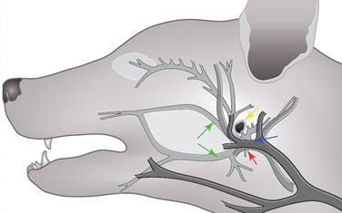 Анатомия нервов и сосудов  головы
