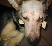 Собаке назначено проведение хирургической операции по установлению фиксации отломков нижней и верхней челюстей с помощью спиц и акрилового полимера, используя совместно накостный (пластины) и чрезкостный (винты)  методы