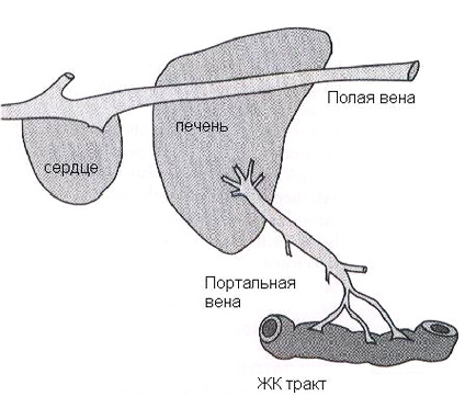 Схема нормального портального кровотока