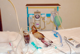 Обеспечение общей анестезии для проведения пункции