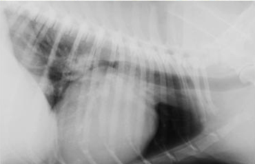 Рентгенограмма грудной клетки собаки с эндокардиозом (смещение трахеи дорсально, увеличение левых отделов сердца, прикорневой отек легких)