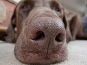 Нос у собак не брахицефалических пород