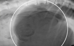 Гастропексия- метод фиксации желудка в брюшной полости для профилактики заворота желудка у собак