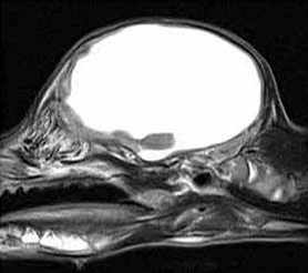 МРТ - снимок молодой собаки с врожденной гидроцефалией в сагиттальной проекции