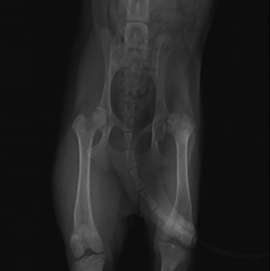 Йоркширский терьер с болезнью Пертеса. Пораженный сустав справа. Фрагментация головки бедра и подвывих тазобедренного сустава