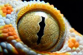 глаз геккона