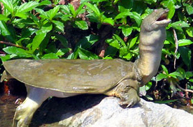 Китайский трионикс или дальневосточная черепаха (Pelodiscus sinensis)
