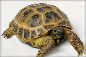 Среднеазиатская (степная) черепаха (Agronemys horsfieldii)