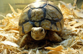 Египетская черепаха (Testudo kleimanni)