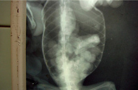  Рентгенограмма йеменского хамелеона при фолликулярном стазе