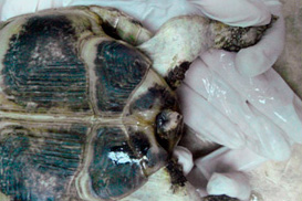 среднеазиатская черепаха с подагрой коленных суставов