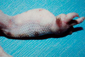 периартикулярная подагра локтевого, интеркарпального и суставов пальцев у эублефара