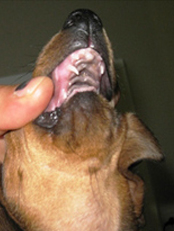 Недокус (прогнатия) в результате недоразвития нижней челюсти у собаки породы такса