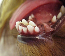 Смещение клыков на нижней челюсти к центру ротовой полости (ретропозиция) у йоркширского терьера. Нижняя и верхняя челюсти при этом развиты правильно.