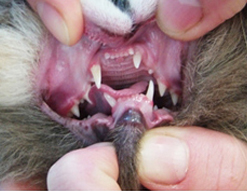 клык у кошки смещен к центру верхней челюсти