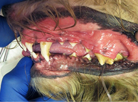 Недокус и ретропозиция нижних клыков у годовалой собаки породы бобтейл. Зубной камень.
