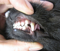 Вестипозиция (диспозиция коронки зуба в сторону преддверия ротовой полости) клыков у померанского шпица. На фоне этого произошло изменение положения крайних верхних резцов