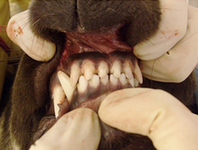 Хирургический метод исправления перекоса нижней челюсти у тибетского мастифа