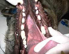 остановка имплантата и коронки зуба на место отсутствующего Р4 ризеншнауцеру