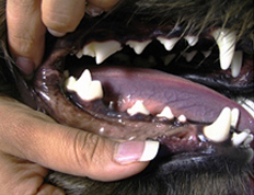 остановка имплантата и коронки зуба на место отсутствующего Р4 ризеншнауцеру