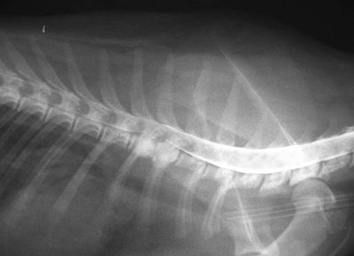 Асептический некроз тела грудных позвонков кот 6 месяцев