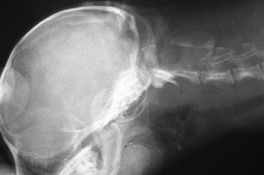 Миелография собаки породы йоркширский терьер с недоразвитием затылочной кости. До введения контраста