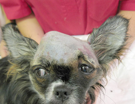Собака чихуахуа: перелом костей черепа, подкожная дислокация средней части правого полушария под кожу.