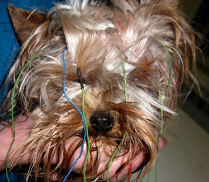 Йорк Ляля. Проводится снятие ЭЭГ у собаки перед операцией.