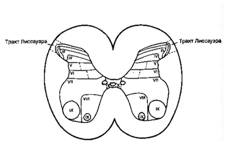 Схема поперечного среза спинного мозга
