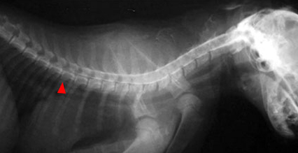 Травматический миелит у котенка после падения. Блок ликвора в грудном отделе