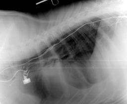 Интраоперационая рентгенограмма бордоского дога, видно разделение лимфатического протока на несколько