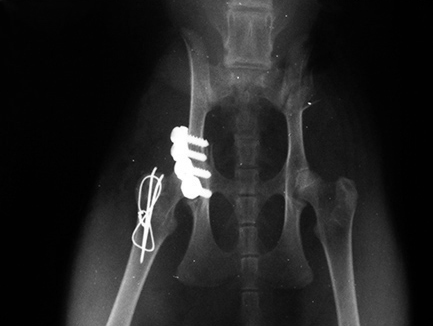 Перелом вертлужной впадины у кошки с последующей фиксацией при помощи пластины и винтов (для доступа произведена остеотомия большого вертела бедренной кости)
