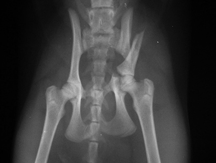 Перелом таза у котёнка по вертлужной впадине и подвздошной кости. Произведён остеосинтез с использованием реконструкционной пластины и винтов (для доступа произведена остеотомия большого вертела бедренной кости)