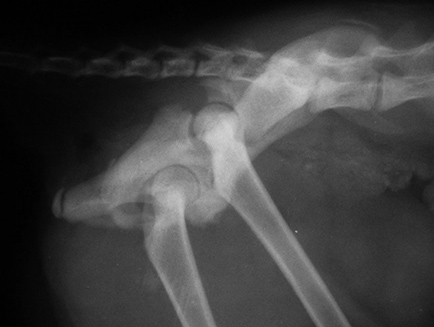 Перелом таза у котёнка по вертлужной впадине и подвздошной кости. Произведён остеосинтез с использованием реконструкционной пластины и винтов (для доступа произведена остеотомия большого вертела бедренной кости)