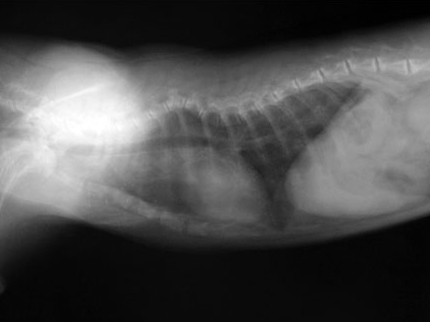 Беспородный котенок в возрасте 8 месяцев, частичная резорбция остистых отростков грудных позвонков, деформация грудного отдела позвоночника