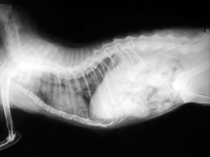 Деформация грудного отдела позвоночника, беспородная кошка в возрасте 14 лет