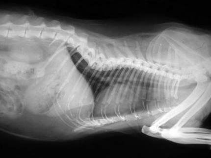 Деформация грудного отдела позвоночника, кот персидской породы в возрасте 10 лет