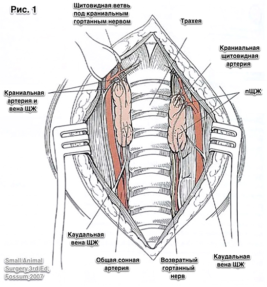 Хирургическая анатомия щитовидных желез