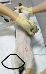 Визуализация левого надпочечника в положении собаки лежа на спине. На фото представлено расположение микроконвексного датчика на поверхности брюшной стенки и направление лучей ультразвука.