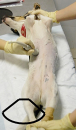 Визуализация правого надпочечника в положении собаки лежа на спине. На фото представлено расположение микроконвексного датчика на поверхности брюшной стенки и направление лучей ультразвука.