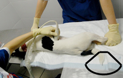 Визуализация правого надпочечника в положении собаки лежа на боку. На фото представлено расположение микроконвексного датчика на боковой поверхности брюшной стенки и направление лучей ультразвука.