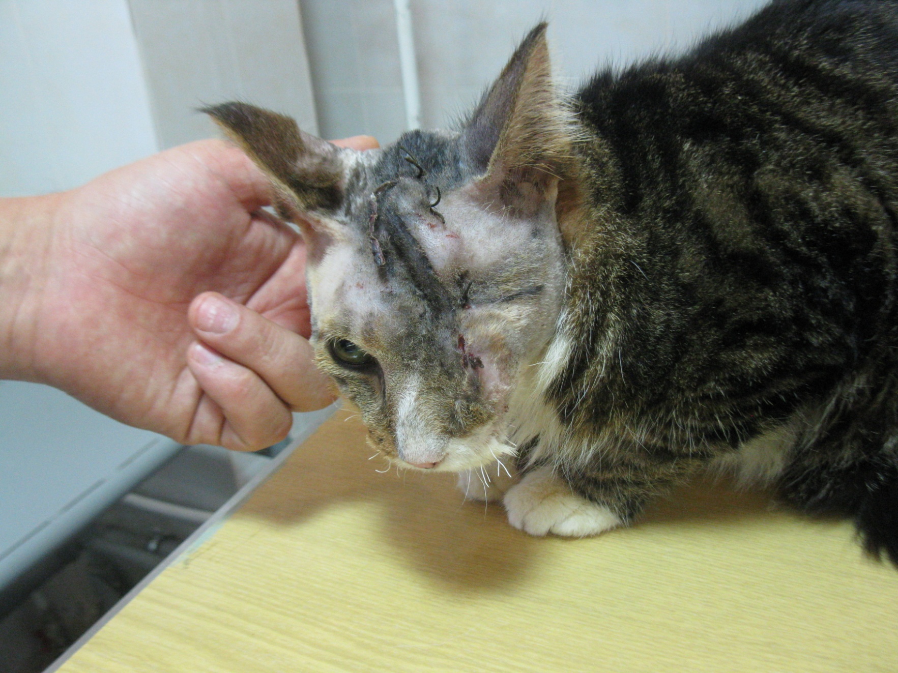 Кот через две недели  после удаления опухоли