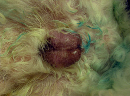 Вид животного через 1 месяц после операции, оба семенника симметрично располагаются в мошонке